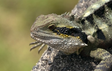 IMG_6485a.jpg